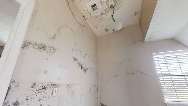 Oildale, CA Mold Removal Company