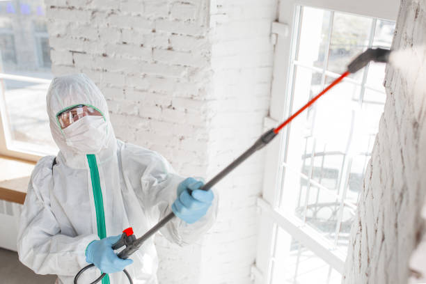 Best Emergency Mold Remediation  in Oildale, CA