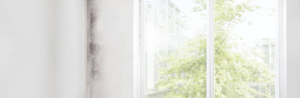 Best Biohazard Mold Removal  in Oildale, CA